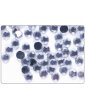 Strass cercles transparents 5mm
