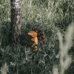 Papercraft de hérisson en 3D