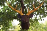 Papercraft tête de cerf en 3D